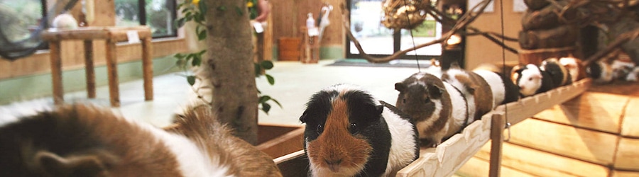 Parry Gripp - Guinea Pig Bridge